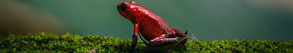 Strawberry Dart Fron in a BioActive Enclosure