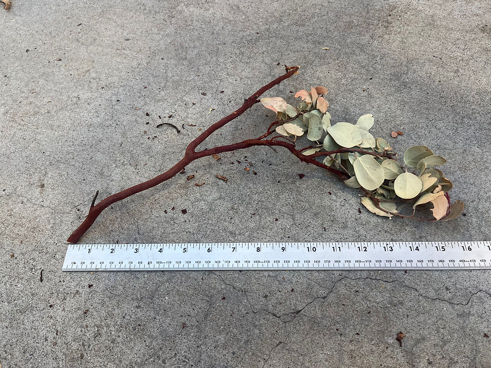 Thumbnail: 16" Manzanita Wood #10