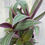 Thumbnail: 4" Rhoeo discolor, Tradescantia spathacea