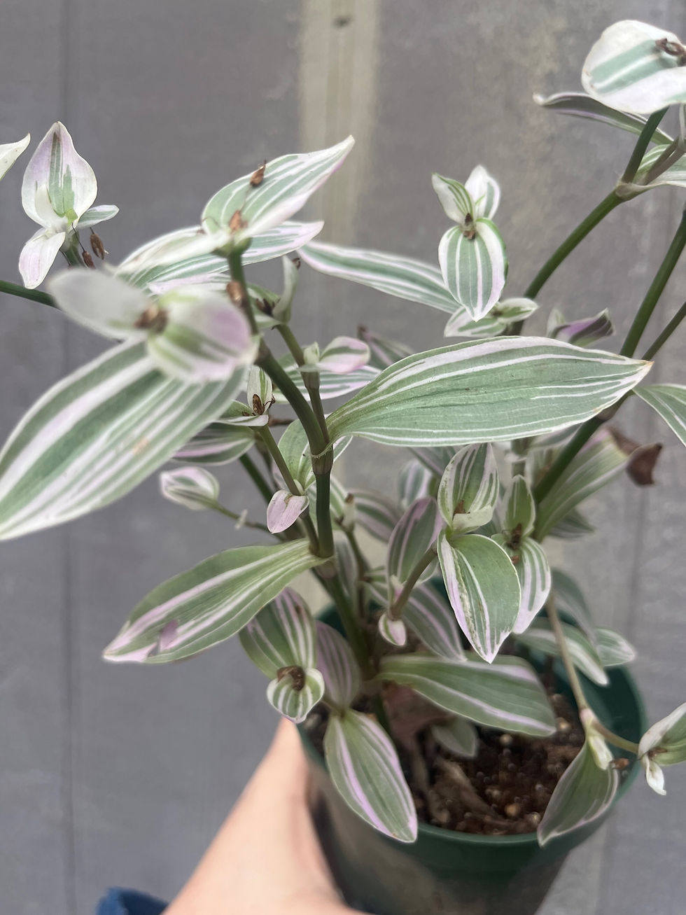 Thumbnail: Tradescantia 'Lilac'