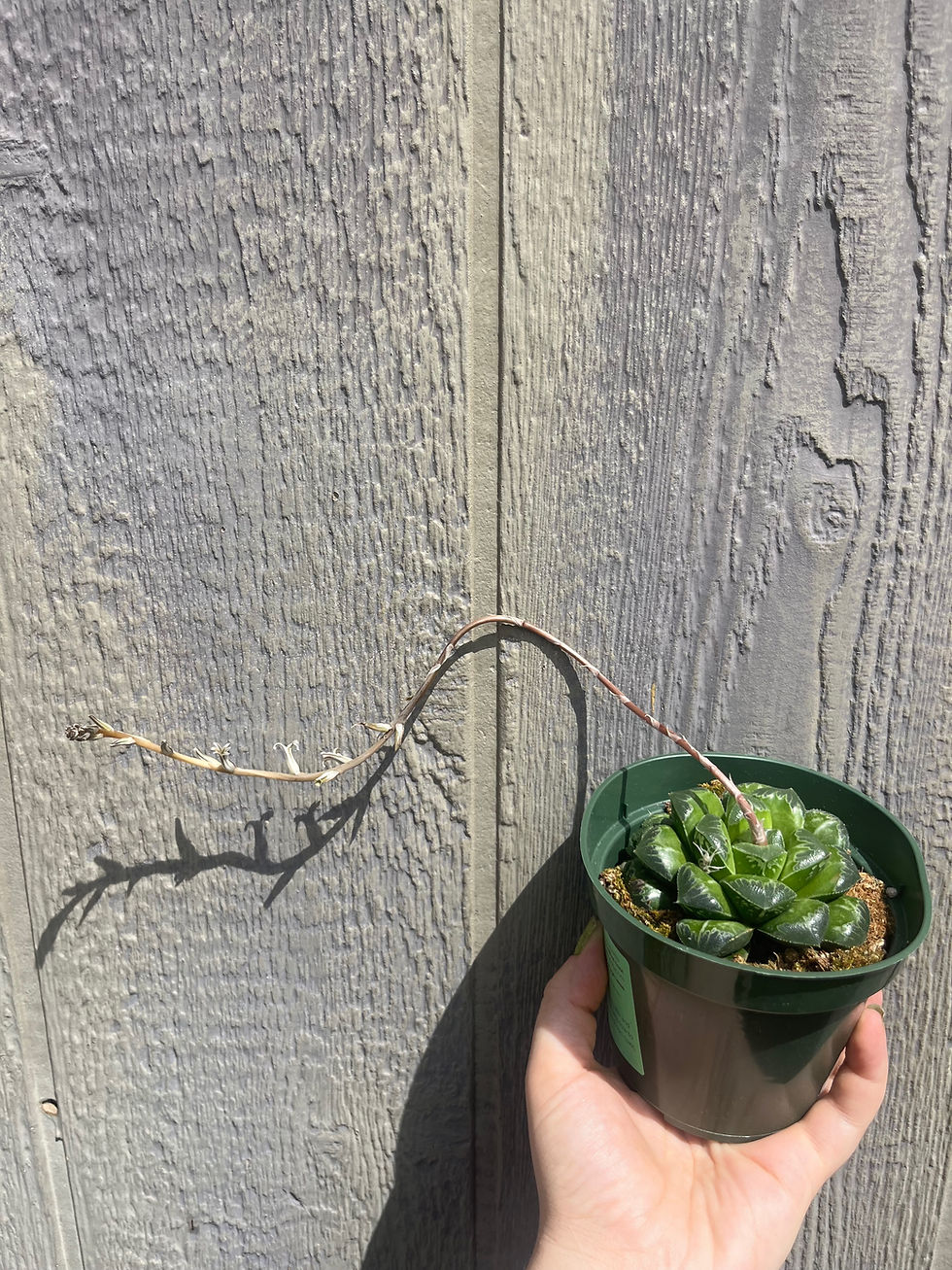 Thumbnail: 4" Haworthia Pygmea