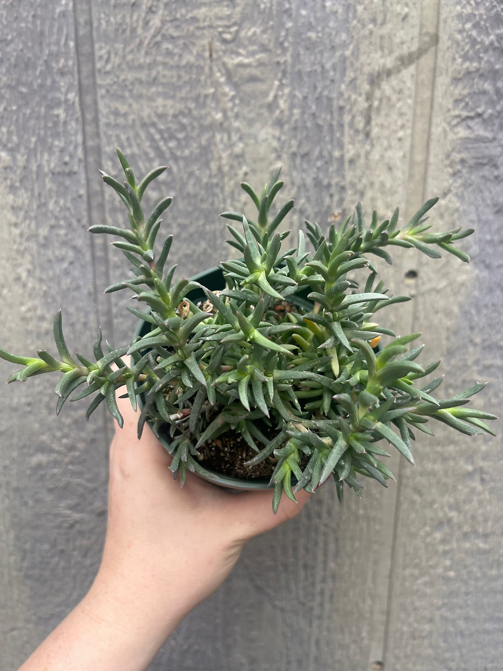 Thumbnail: 4" Ruschia pulrinaris, Shrubby Iceplant