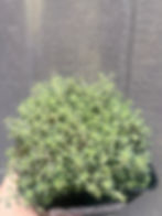 Thumbnail: Sedum 'Blue Carpet'