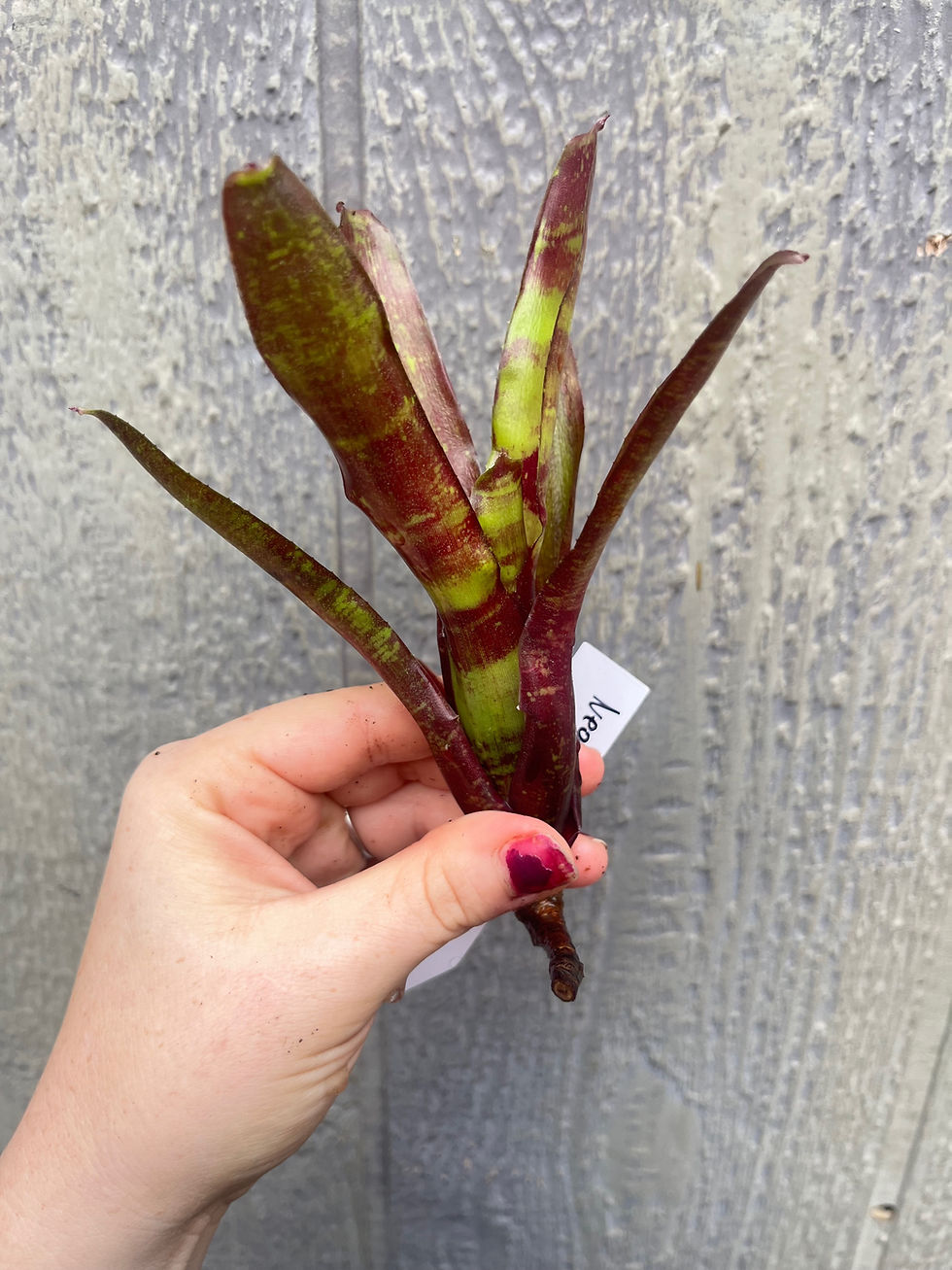 Thumbnail: Bromeliad neoregelia 'Sarah Head'
