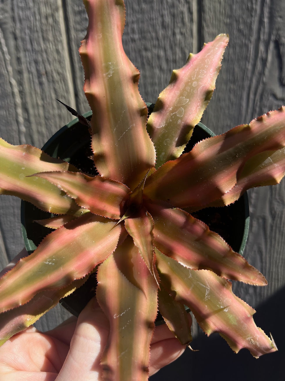 Thumbnail: Earth Star, Cryptianthus bivittatus