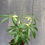 Thumbnail: schefflera arboricola variegata, Dwarf umbrella tree,4"