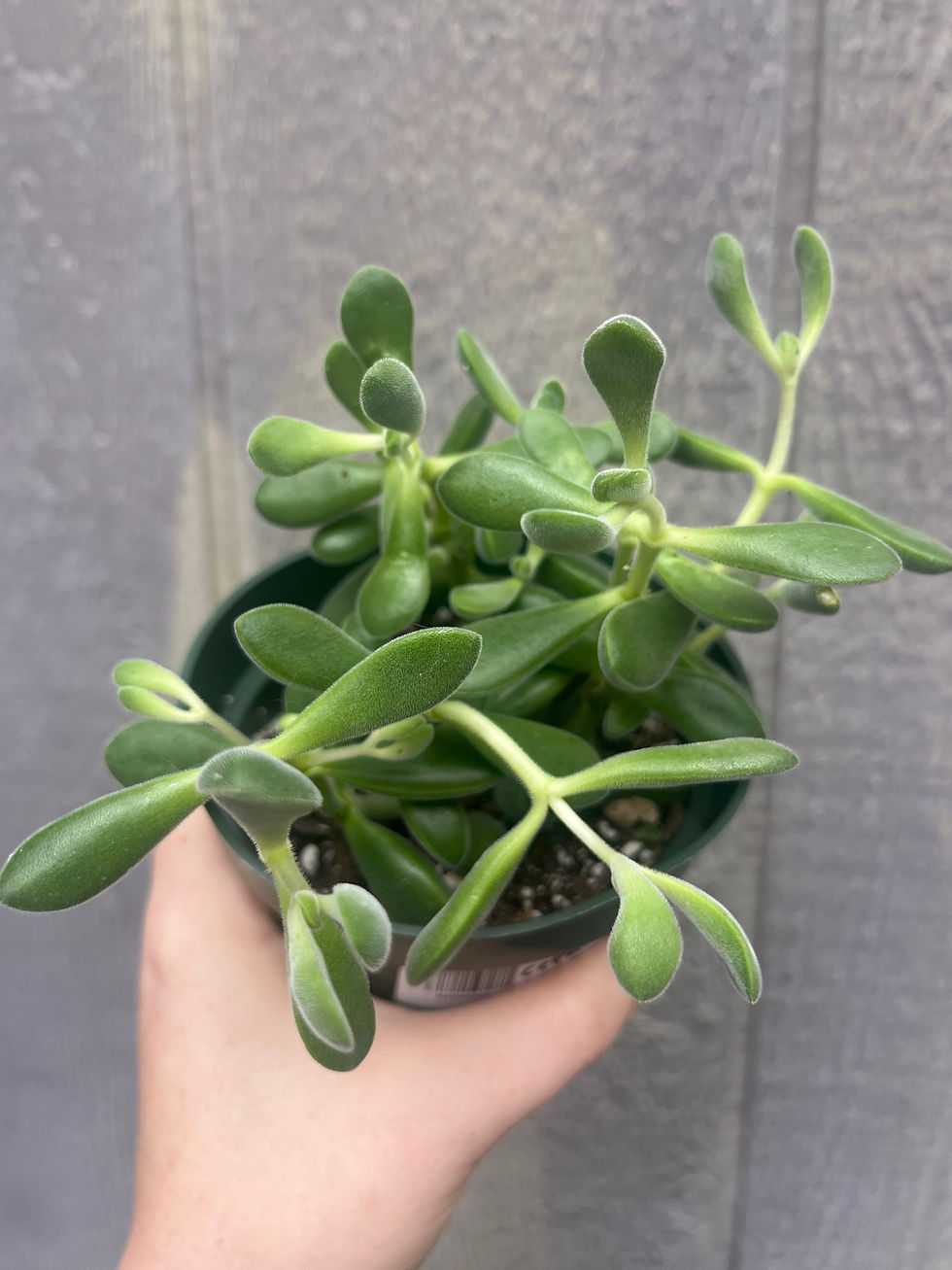 Thumbnail: 4" Crassula cephalophora