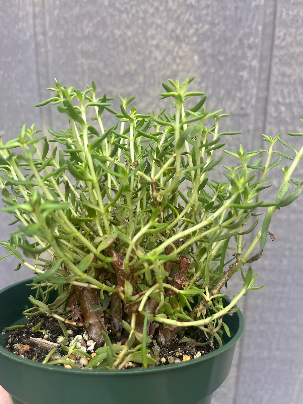Thumbnail: 4" Bonsai crassula, Crassula sarcocallis