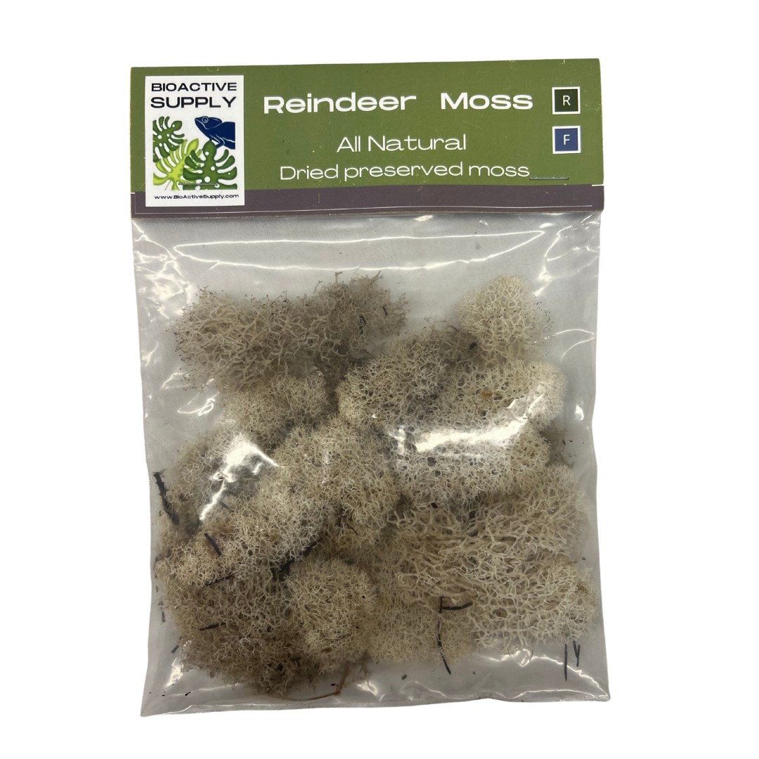 Reindeer Moss Preserved 15g