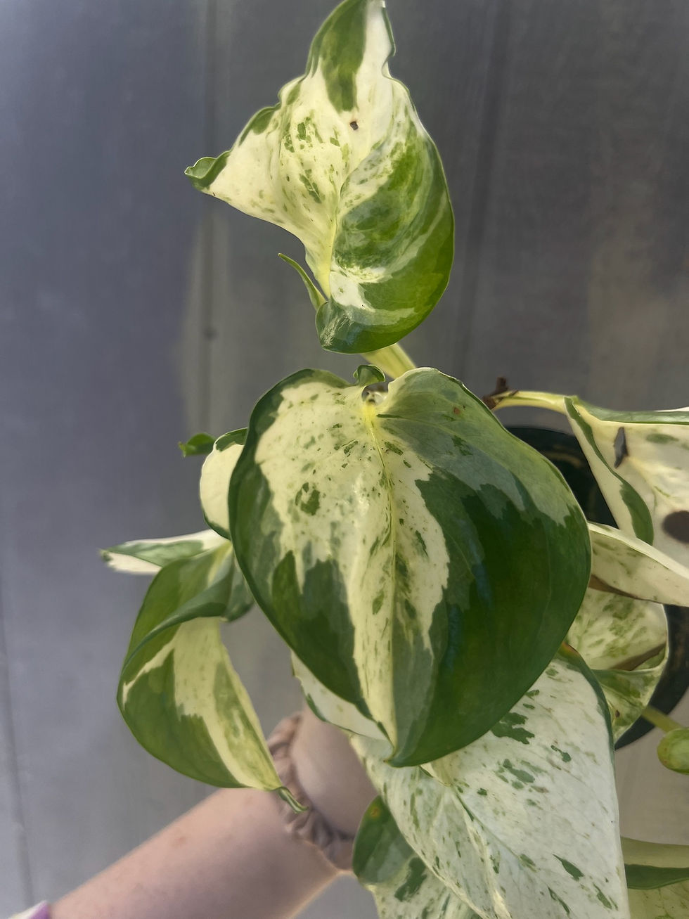 Thumbnail: 4" Pothos manjula