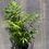 Thumbnail: 4" Parlor Palm, Chamaedorea elegans