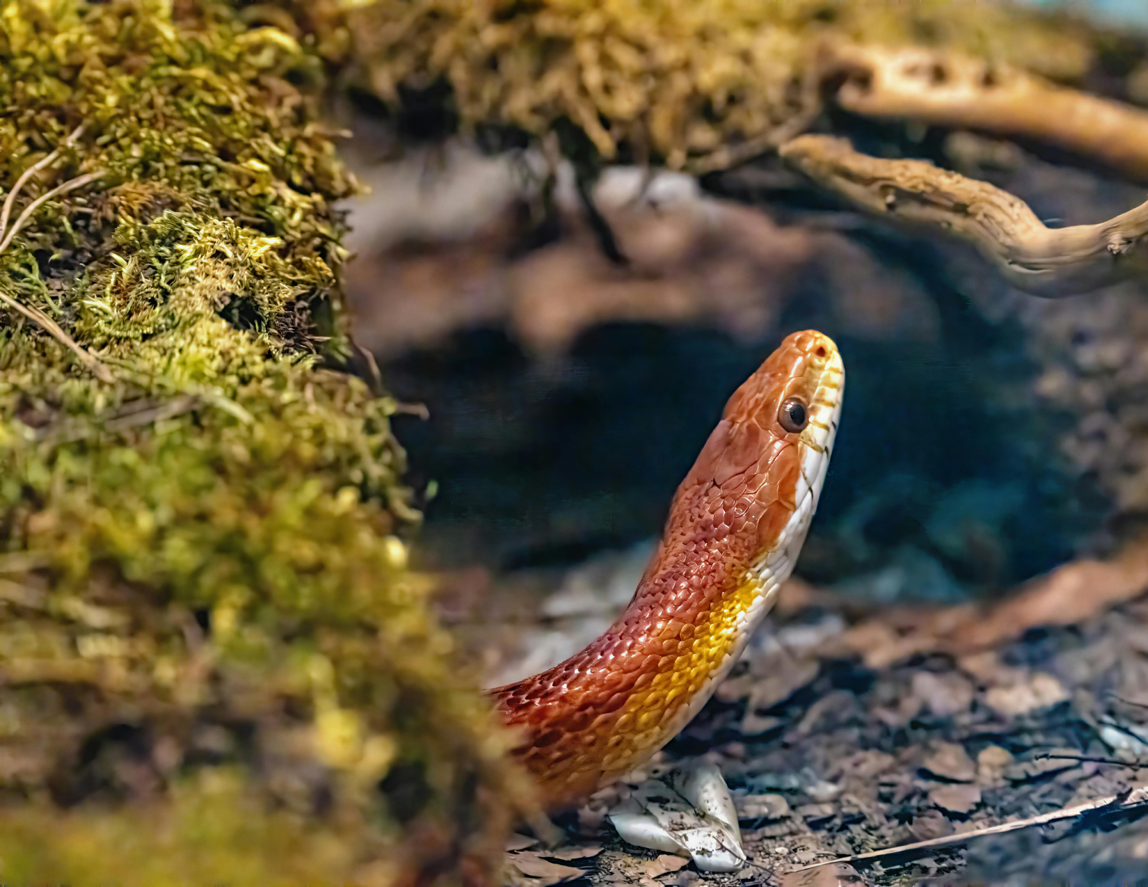 4x2x2 Corn Snake Starter Kit