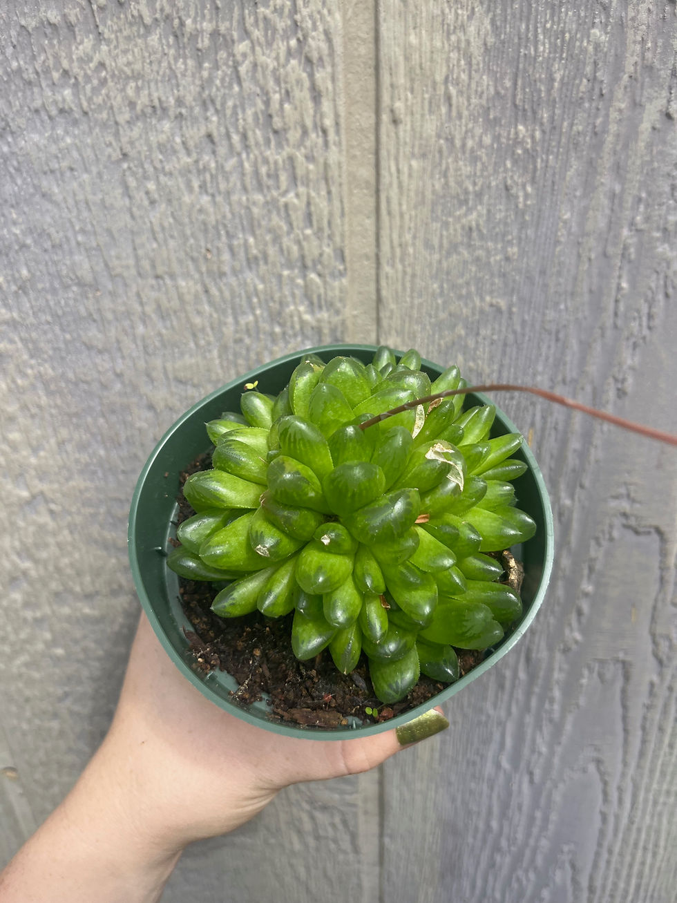 Thumbnail: 4" Haworthia truncta hybrid