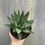 Thumbnail: Haworthia savanna, 4"