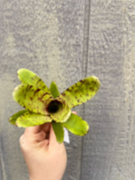 Bromeliad neoregelia 'Grace's Avalanche'