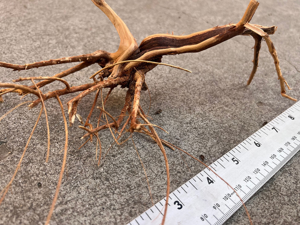Thumbnail: 9" Spider Wood #53