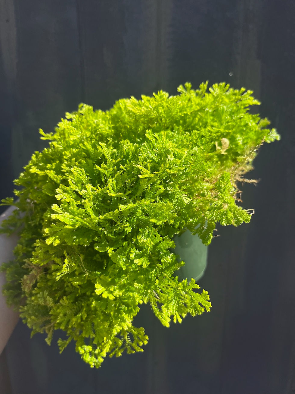 Thumbnail: 4" Selaginella aurea