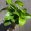 Thumbnail: "Golden Pothos" Epipremnum aureum 4" pot