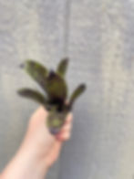 Thumbnail: Bromeliad neoregelia 'Smudge Pot'