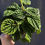 Thumbnail: Peperomia Emerald Ripple 4"