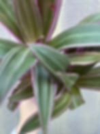 Thumbnail: 4" Rhoeo discolor, Tradescantia spathacea