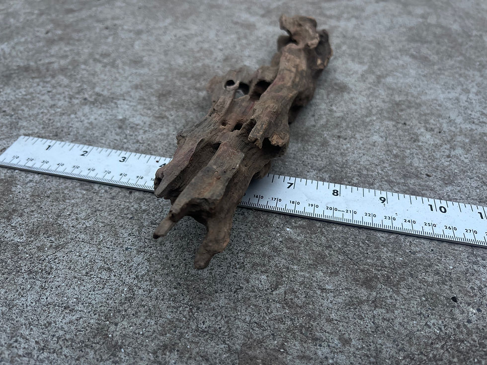 Thumbnail: 10" Dragon Bone Wood #55