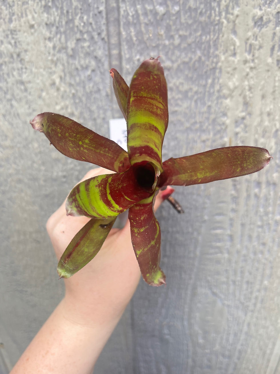 Thumbnail: Bromeliad neoregelia 'Sarah Head'