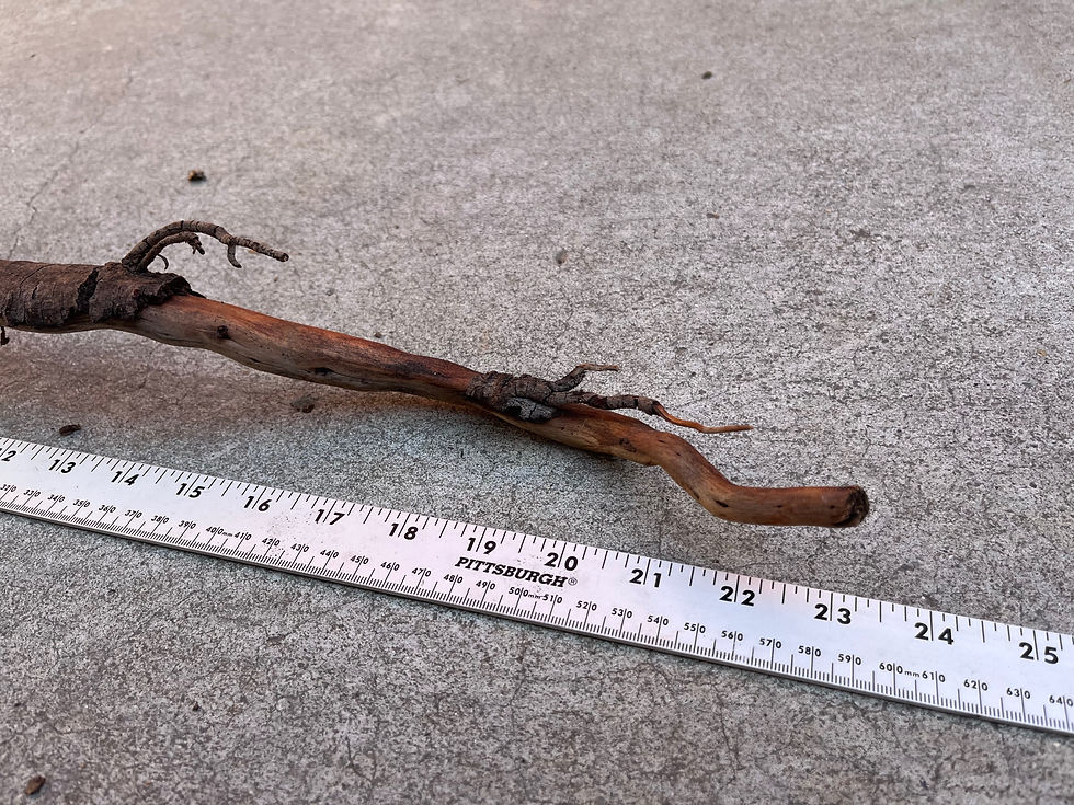 Thumbnail: 23" Aged Wood-Roots #6