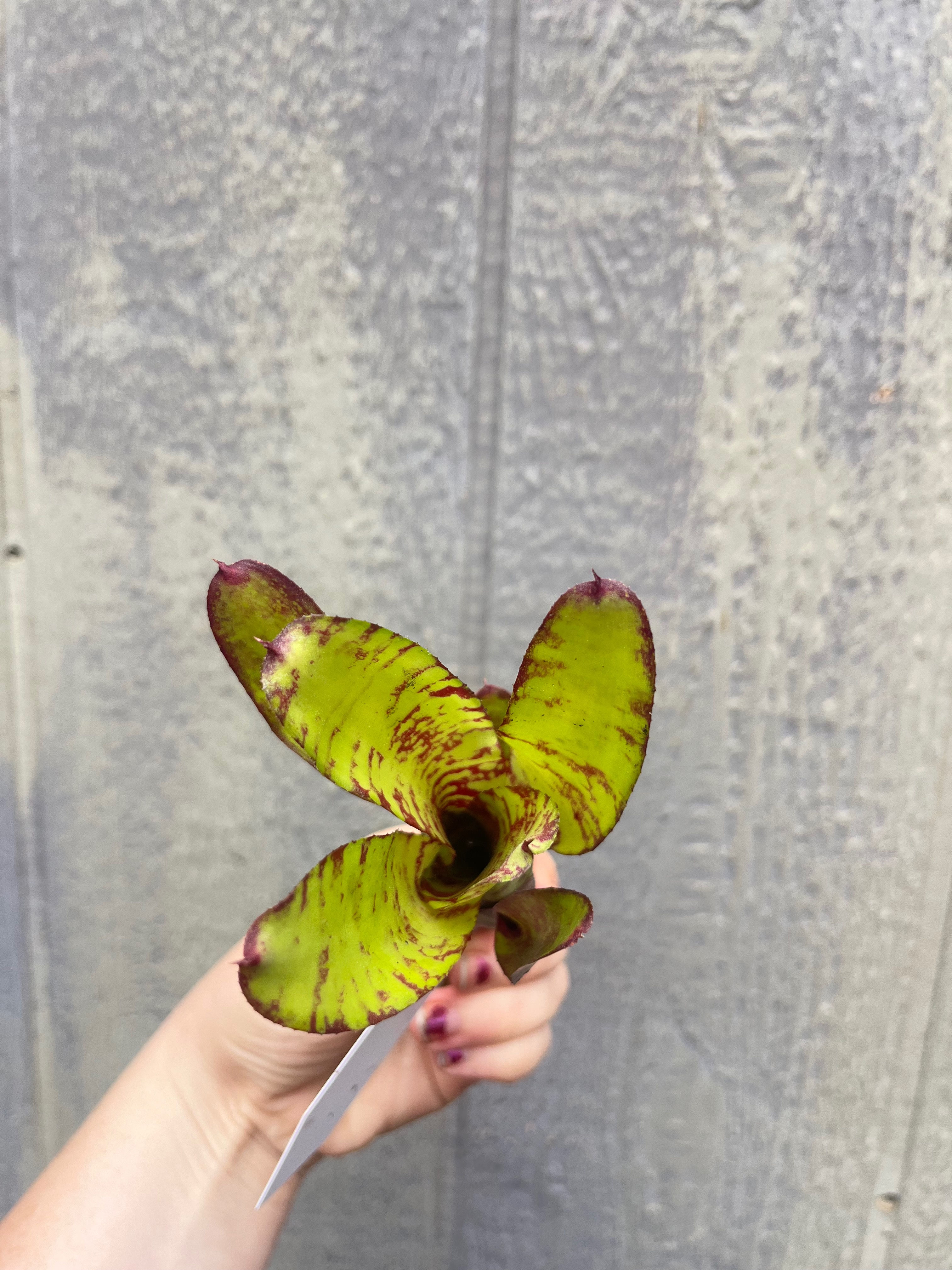 Bromeliad neoregelia 'Ghost World'