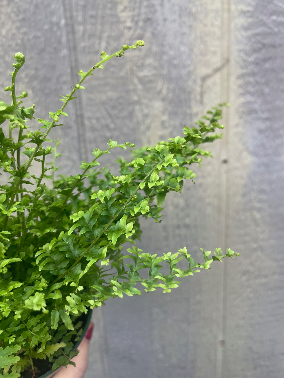 Thumbnail: 4" Green fantasy fern