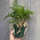 Thumbnail: Davallia trichomanoides, Squirrel's foot fern, 4.5"