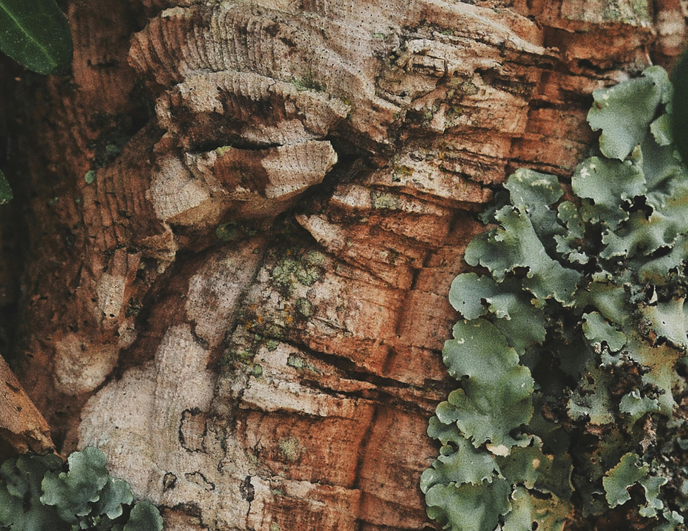 Cork Bark with Lichen