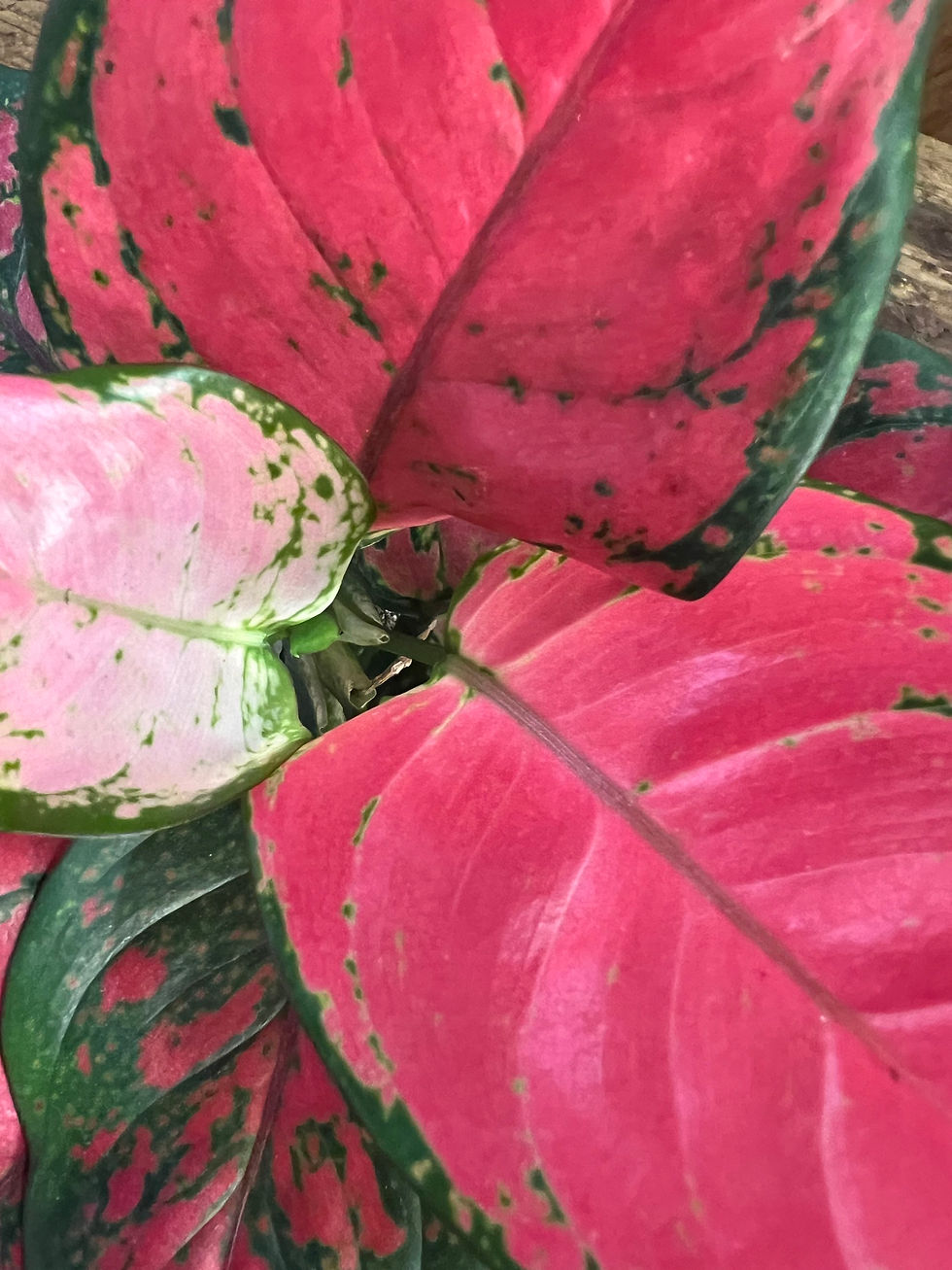 Thumbnail: Aglaonema, Pink Dalmatian
