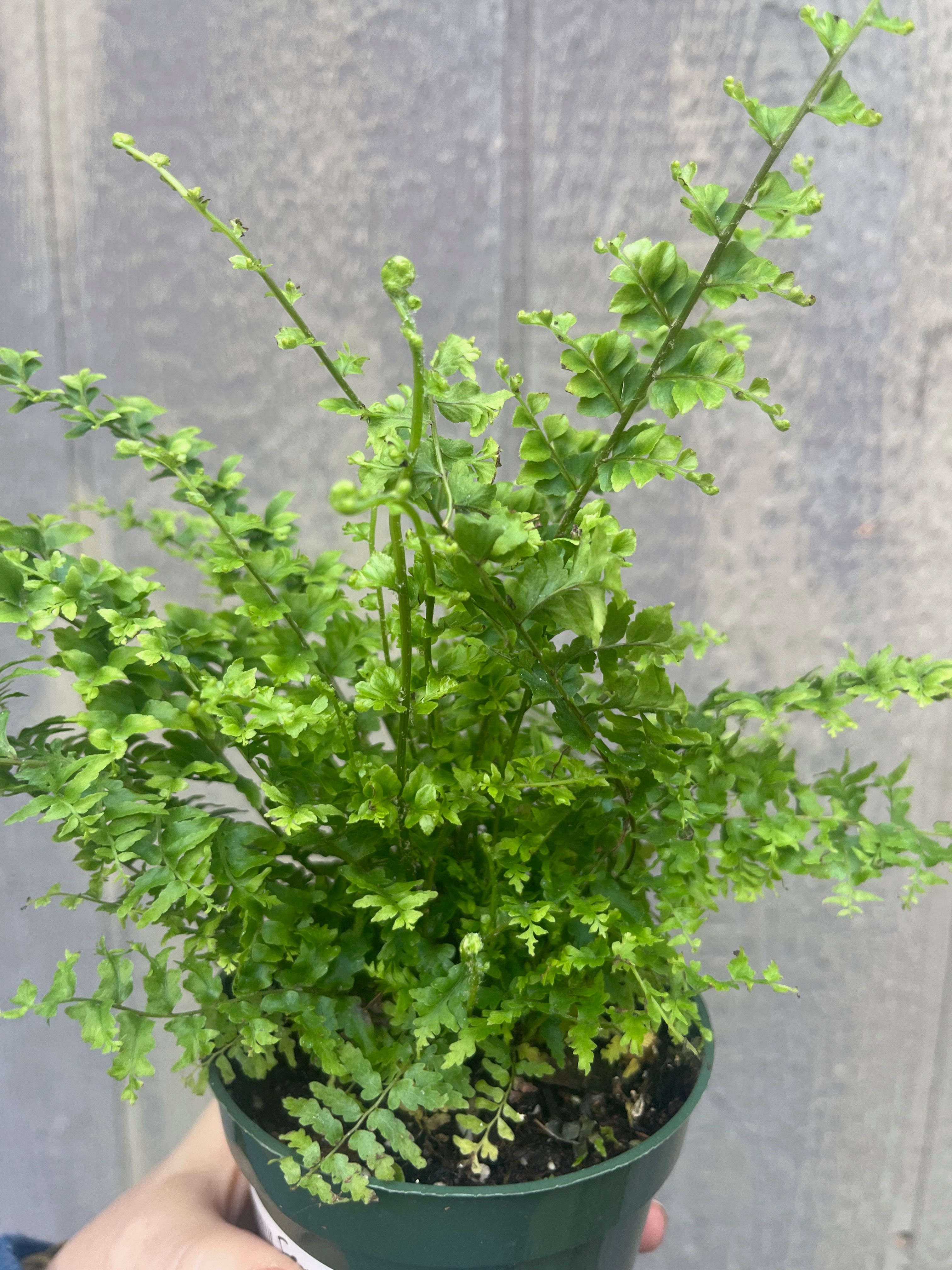 4" Green fantasy fern