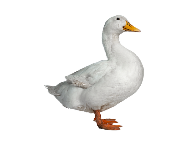 Untitled design (17).png