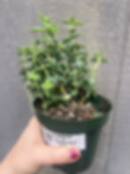 Thumbnail: 4" Crassula perforata, String of buttons