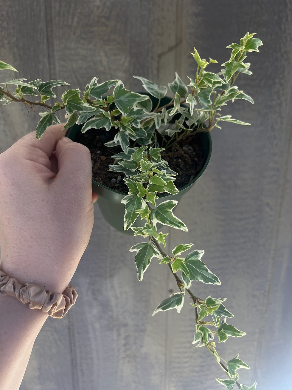 Thumbnail: 4" Hedra helix, Glacier Ivy