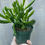 Thumbnail: 4" Organ Pipe Jade, Crassula