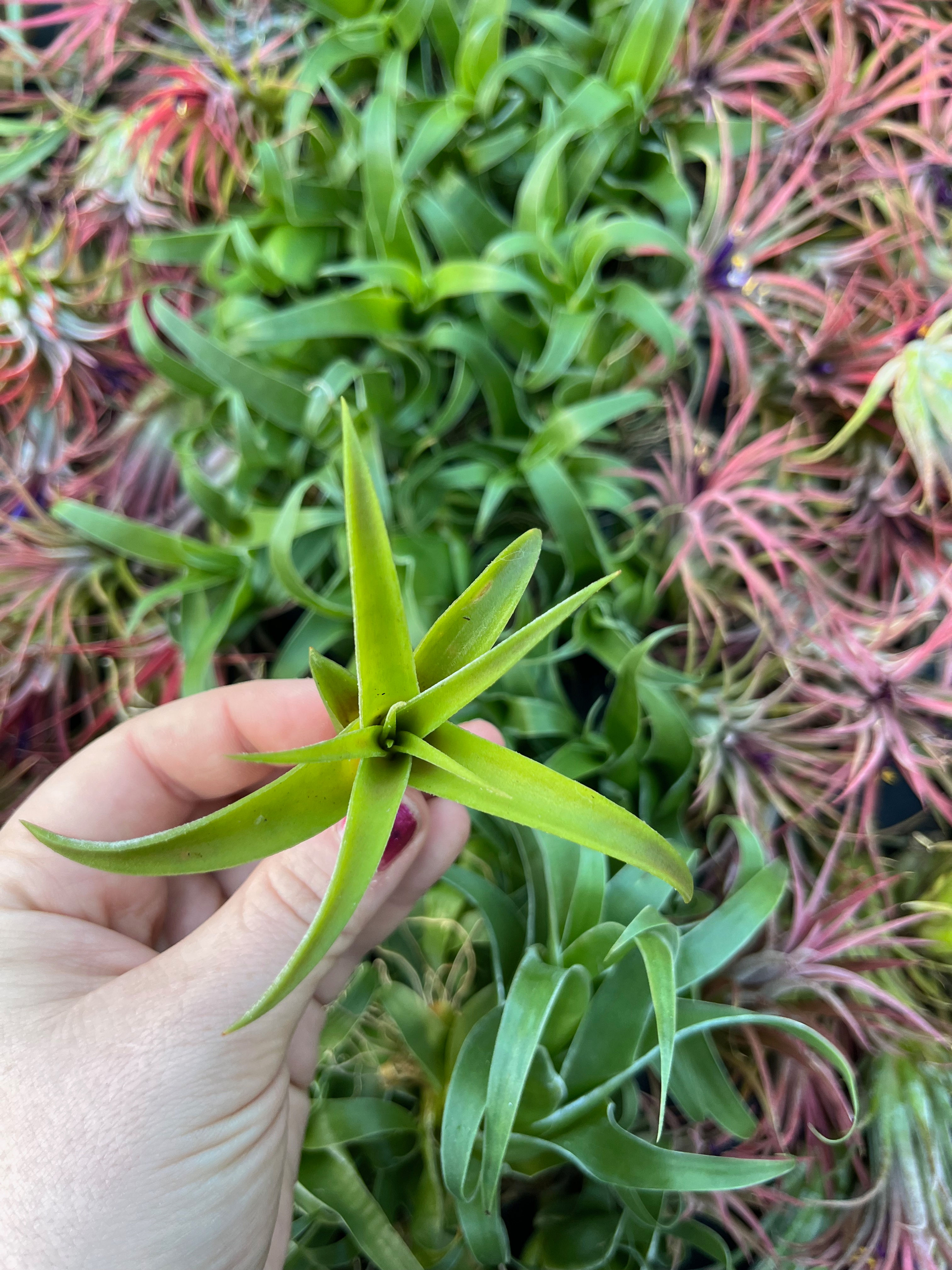 Tillandsia capitata Peach