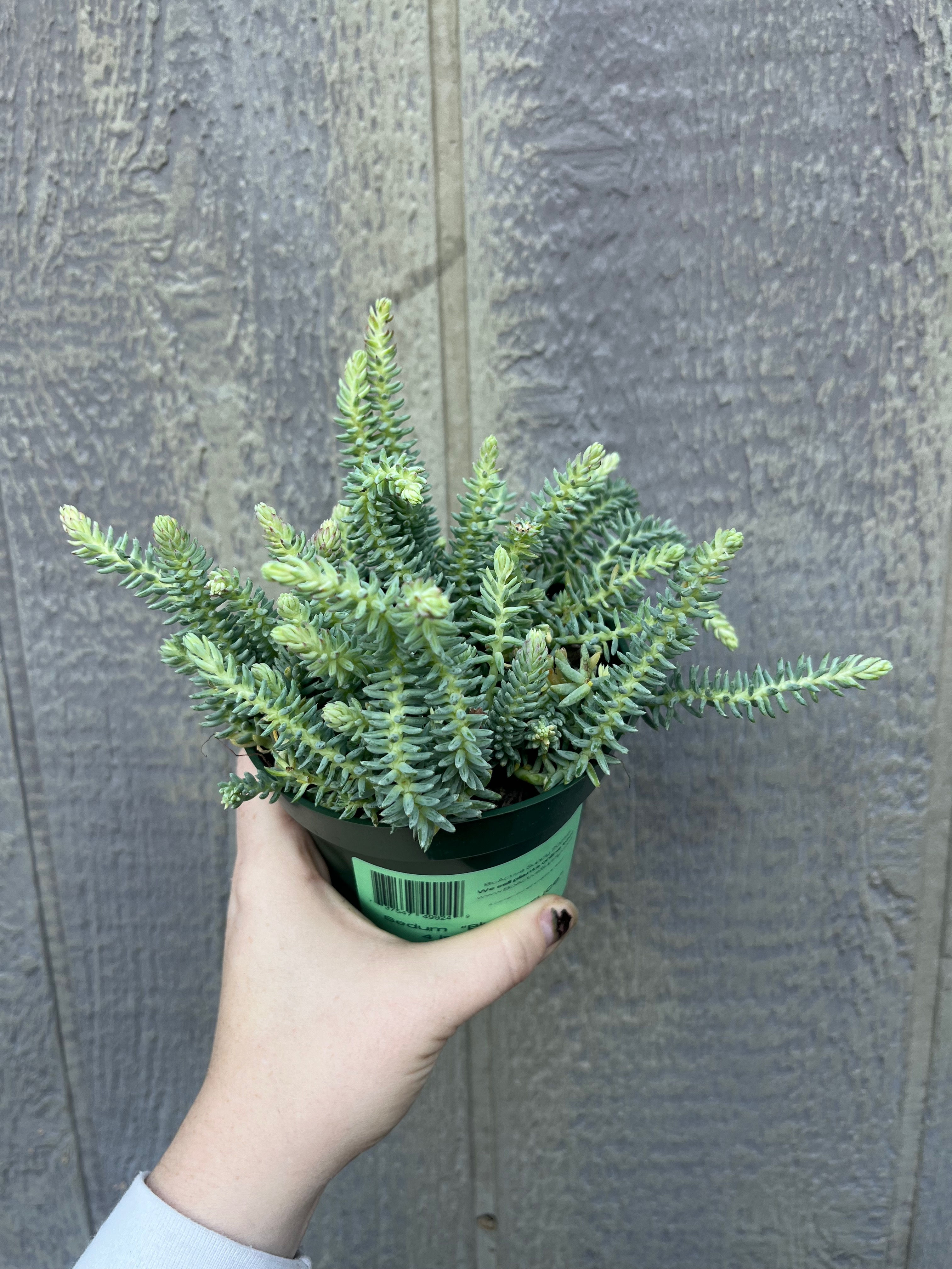 4" Blue Spruce, sedum
