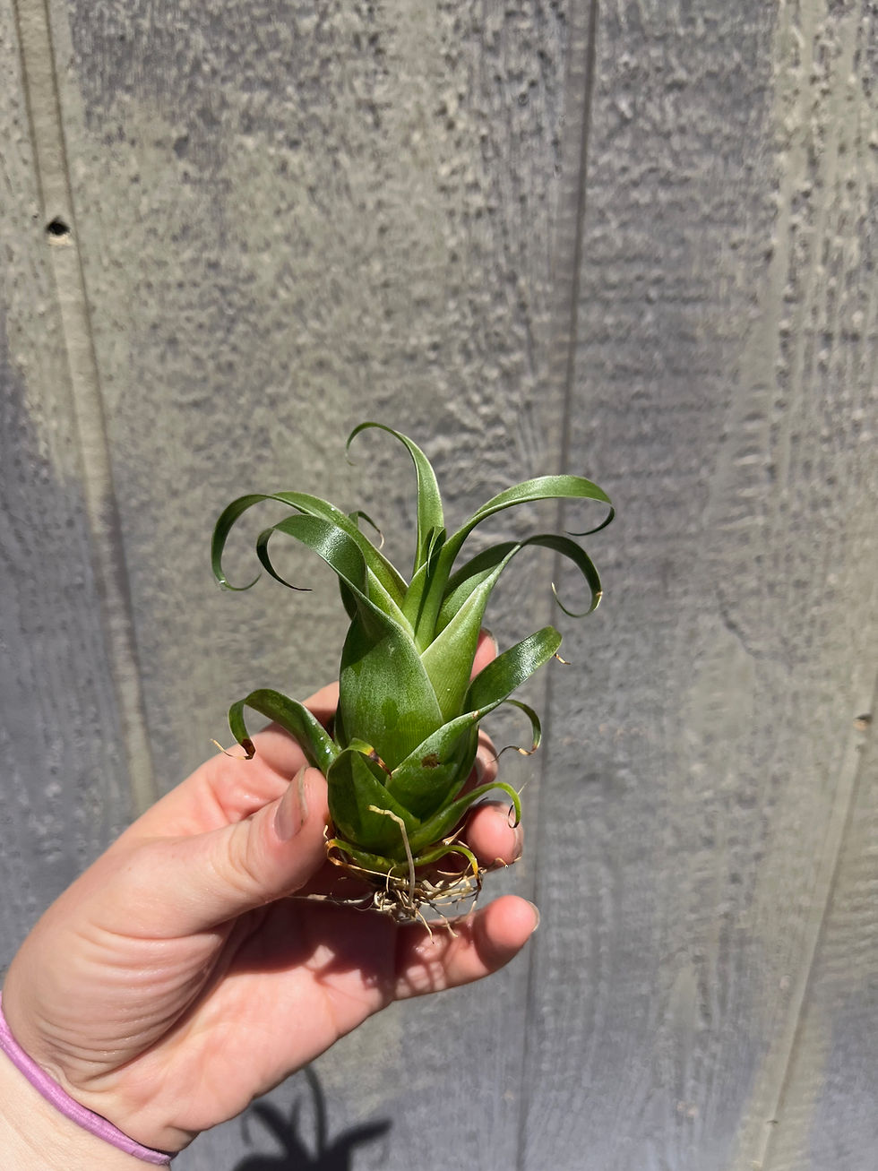 Catopsis subulata, Bromeliad