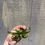 Thumbnail: Catopsis subulata, Bromeliad