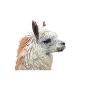 Untitled design (10).png