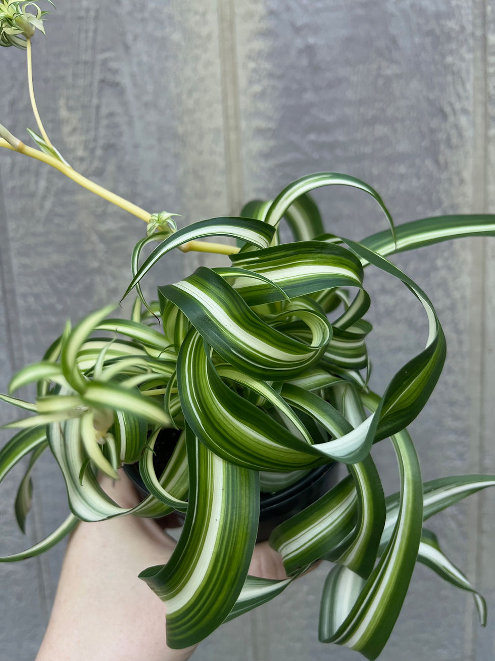 Thumbnail: 4" Spider plant 'Bonnie'