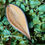 Thumbnail: Canoinha Seed Pod