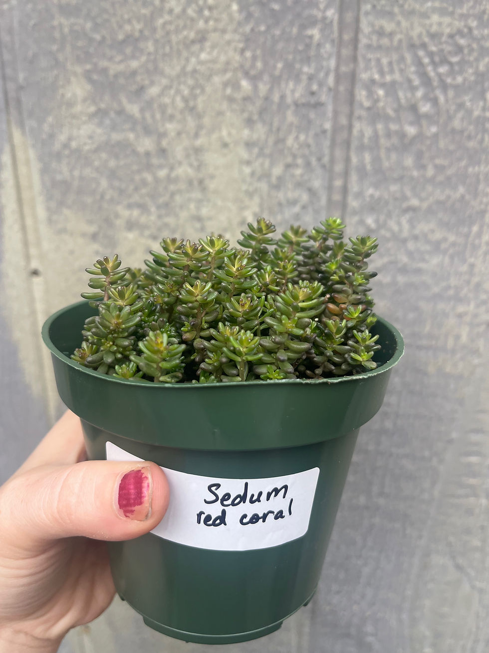 Thumbnail: Sedum album, coral carpet