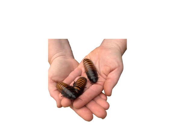 Untitled design (28).png