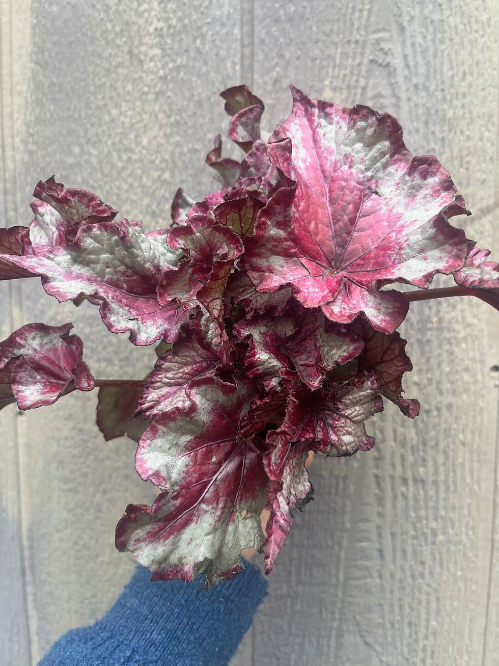 Thumbnail: 4" Begonia Rex- Raspberry Swirl