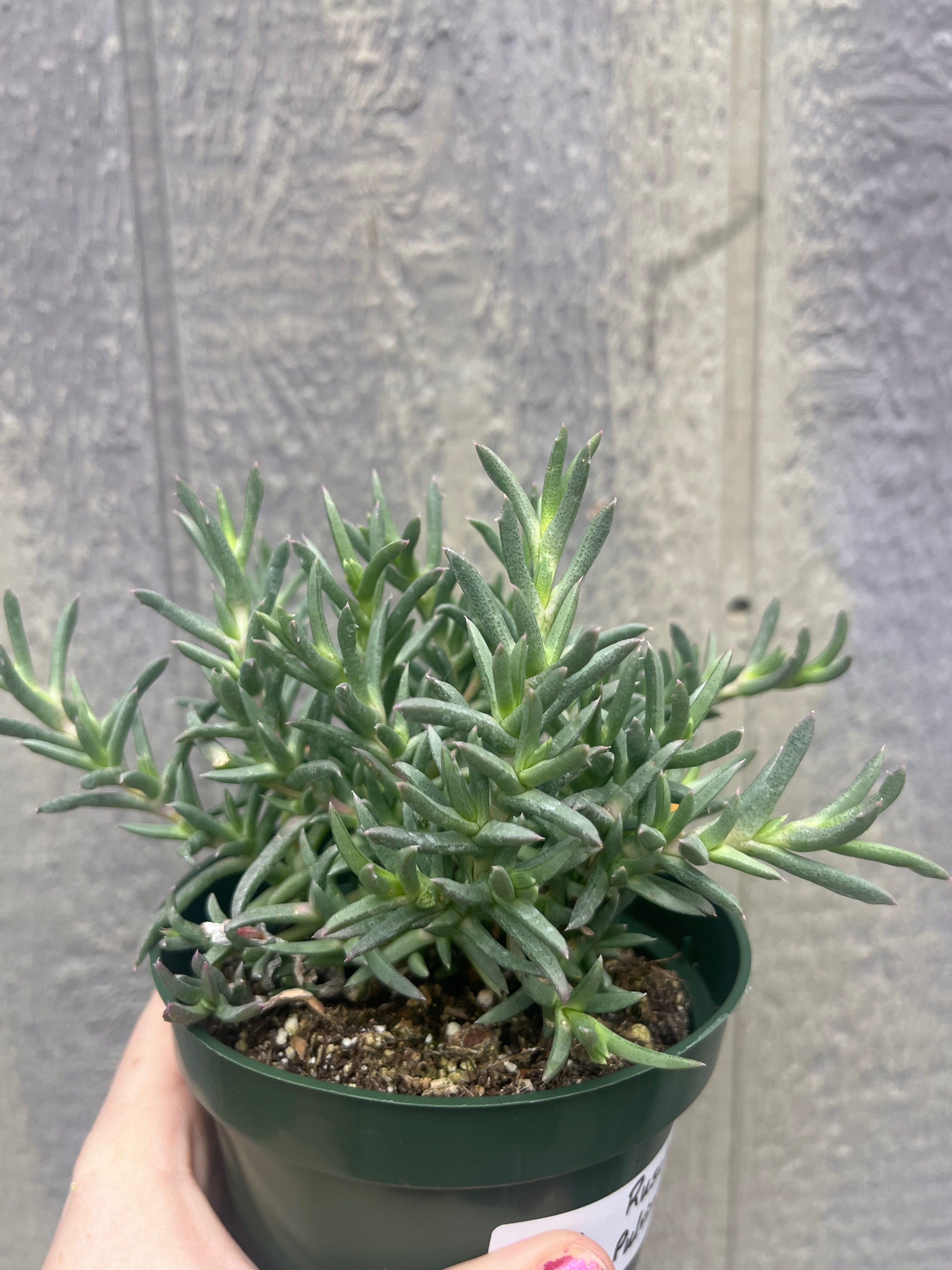 4" Ruschia pulrinaris, Shrubby Iceplant