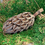 Thumbnail: Magnolia Seed Pod